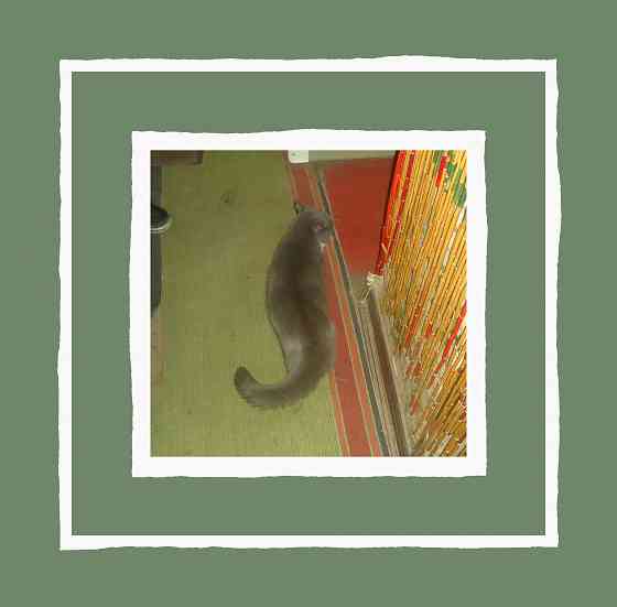 Кошка не будет моим Хологом Донецк