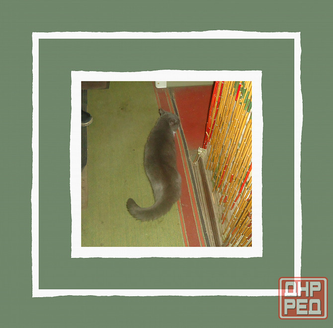 Кошка не будет моим Хологом Донецк - изображение 1