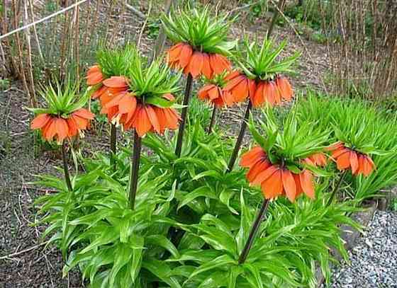 Рябчик императорский,царская корона Донецк