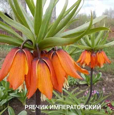 Рябчик императорский,царская корона Донецк