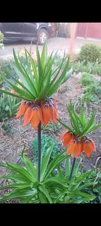 Рябчик императорский,царская корона Донецк