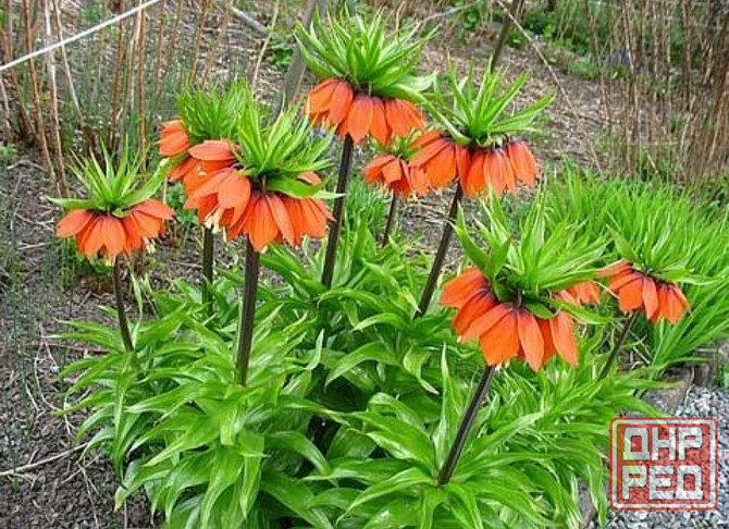 Рябчик императорский,царская корона Донецк - изображение 3