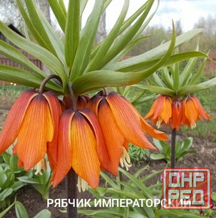 Рябчик императорский,царская корона Донецк - изображение 2
