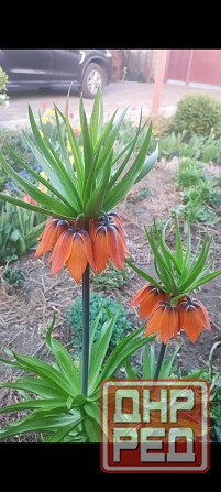 Рябчик императорский,царская корона Донецк - изображение 1