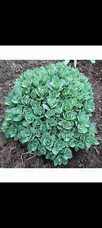 Очиток видный Донецк