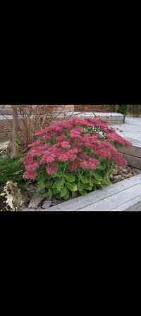 Очиток видный Донецк