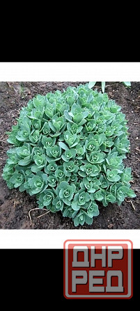 Очиток видный Донецк - изображение 1