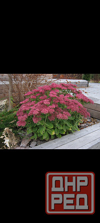 Очиток видный Донецк - изображение 2