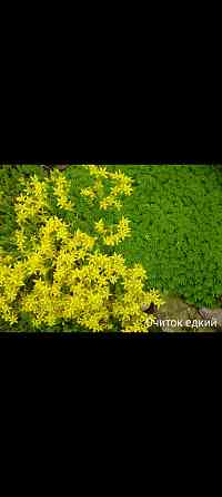 Очиток едкий Донецк