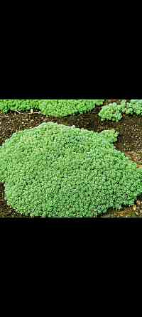 Очиток едкий Донецк