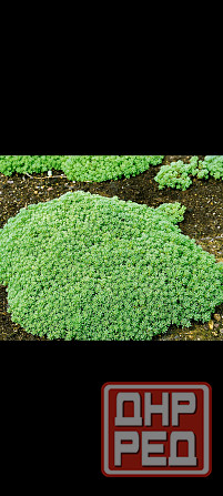 Очиток едкий Донецк - изображение 2