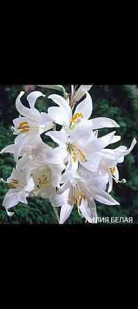 Лили белая Донецк