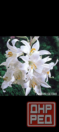 Лили белая Донецк - изображение 1