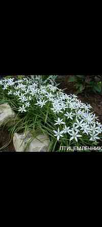 Птицемлечник луковичные Донецк