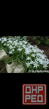 Птицемлечник луковичные Донецк - изображение 1