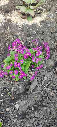 Примула многолетник Донецк