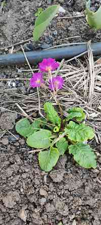 Примула многолетник Донецк