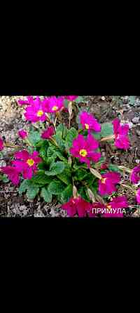 Примула многолетник Донецк