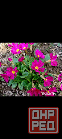 Примула многолетник Донецк - изображение 1