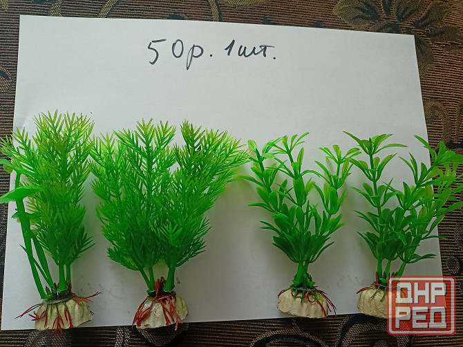 Водоросли искуст в аквариум. Донецк - изображение 4