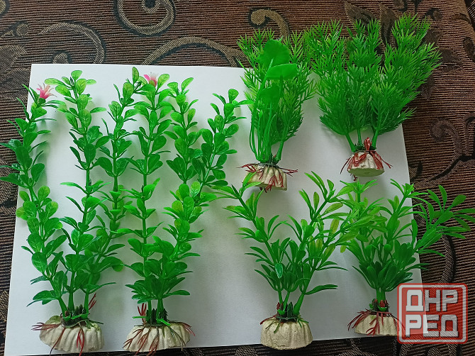 Водоросли искуст в аквариум. Донецк - изображение 1