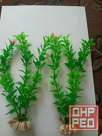 Водоросли искуст в аквариум. Донецк - изображение 3