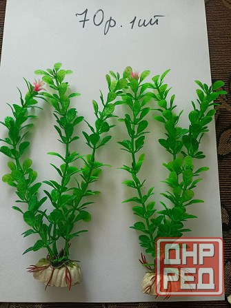 Водоросли искуст в аквариум. Донецк - изображение 2