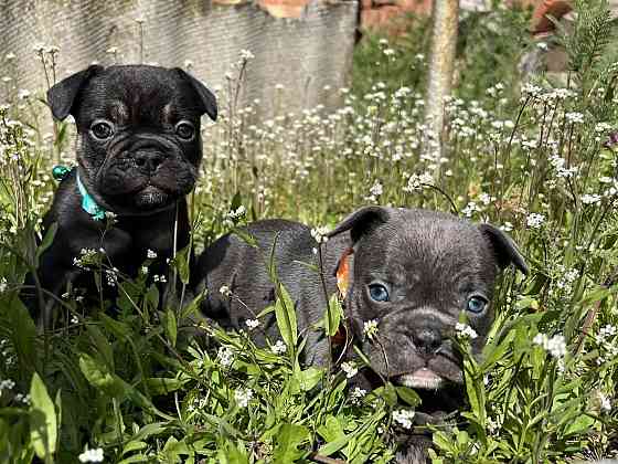 Французский бульдог Донецк