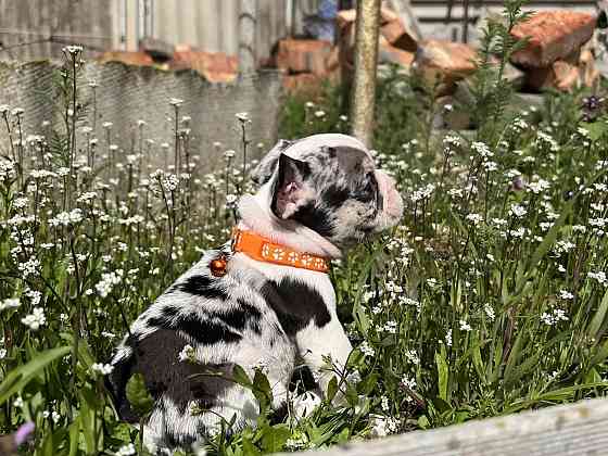 Французский бульдог Донецк