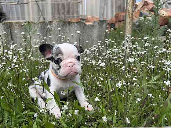 Французский бульдог Донецк