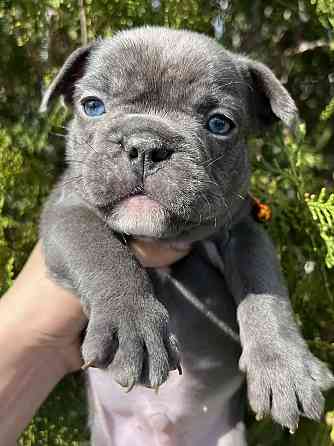 Французский бульдог Донецк