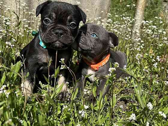 Французский бульдог Донецк