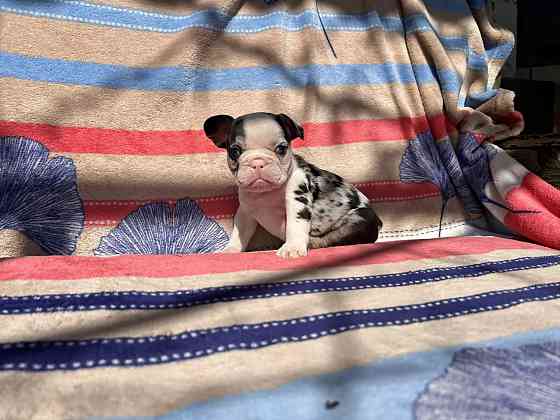 Французский бульдог Донецк