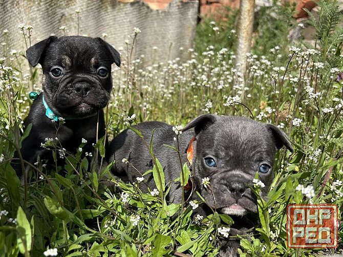 Французский бульдог Донецк - изображение 3