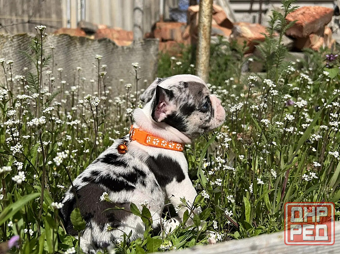 Французский бульдог Донецк - изображение 2