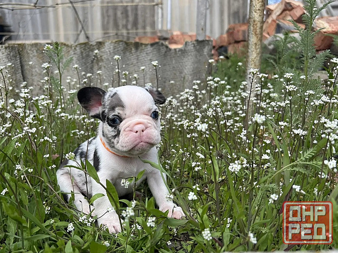 Французский бульдог Донецк - изображение 1