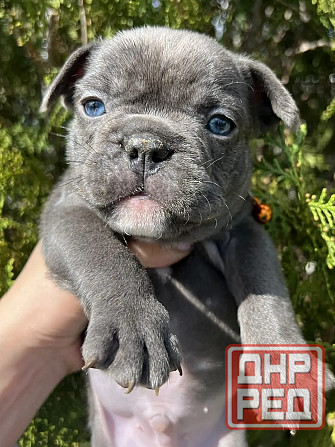 Французский бульдог Донецк - изображение 5