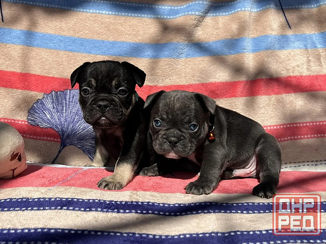 Французский бульдог Донецк - изображение 7