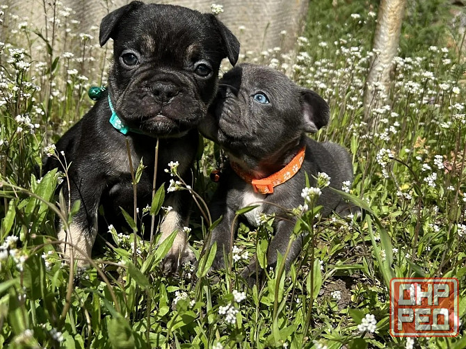 Французский бульдог Донецк - изображение 4