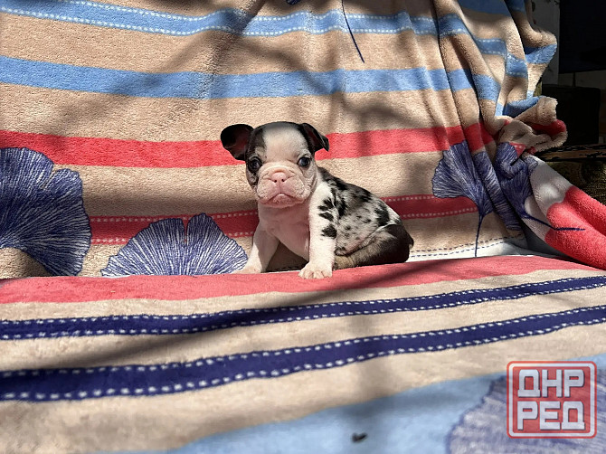 Французский бульдог Донецк - изображение 6