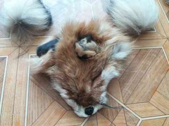 Продам куски меха лисы лисицы Донецк