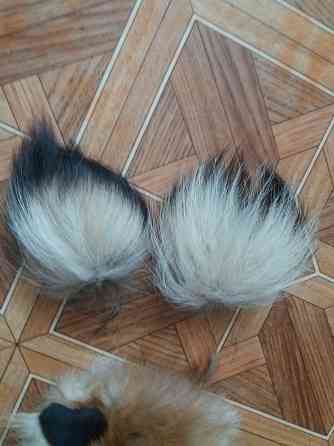 Продам куски меха лисы лисицы Донецк