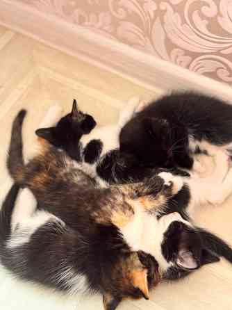 миленькие котята Макеевка