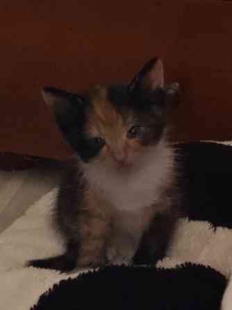 миленькие котята Макеевка