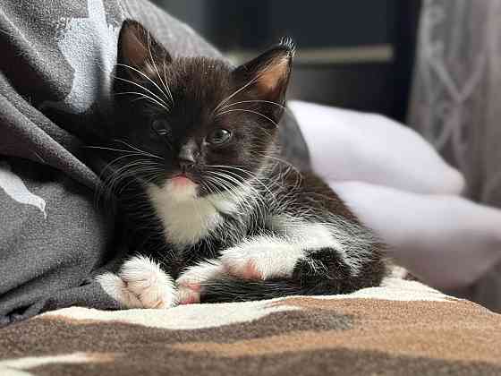 миленькие котята Макеевка