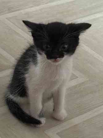 миленькие котята Макеевка