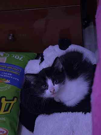 миленькие котята Макеевка