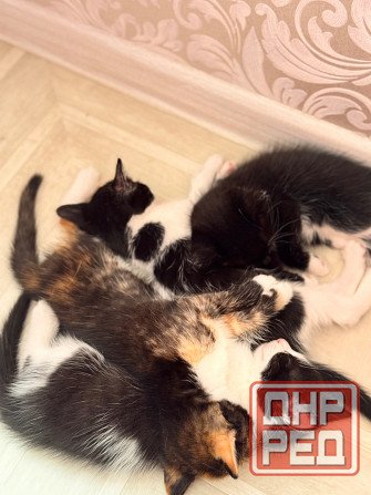 миленькие котята Макеевка - изображение 4