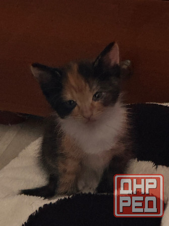 миленькие котята Макеевка - изображение 5