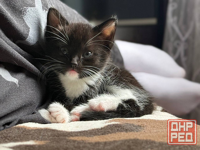 миленькие котята Макеевка - изображение 1